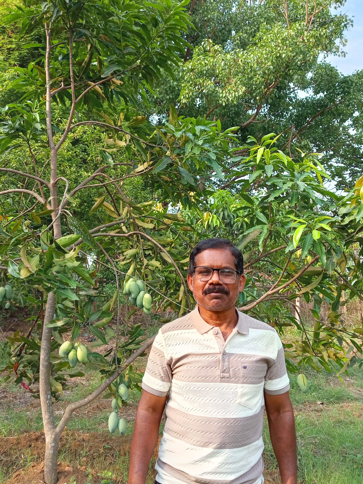 My father in our mango farm
